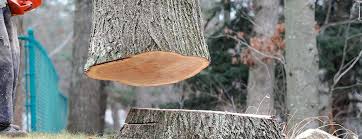Best Commercial Tree Services  in Rochester, WI