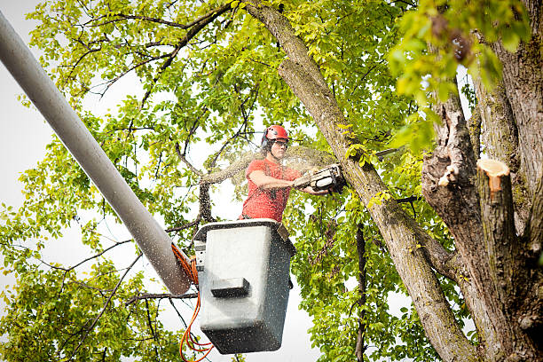 Best Seasonal Cleanup (Spring/Fall)  in Rochester, WI